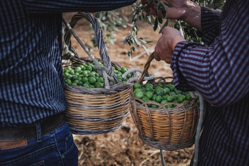 Uliveti Gocce di Tre